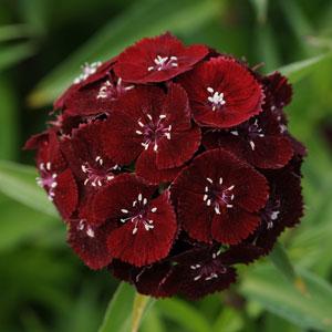 DIANTHUS SWEET ROSSO CILIEGIA NR.1000 SEMI - Foto 2
